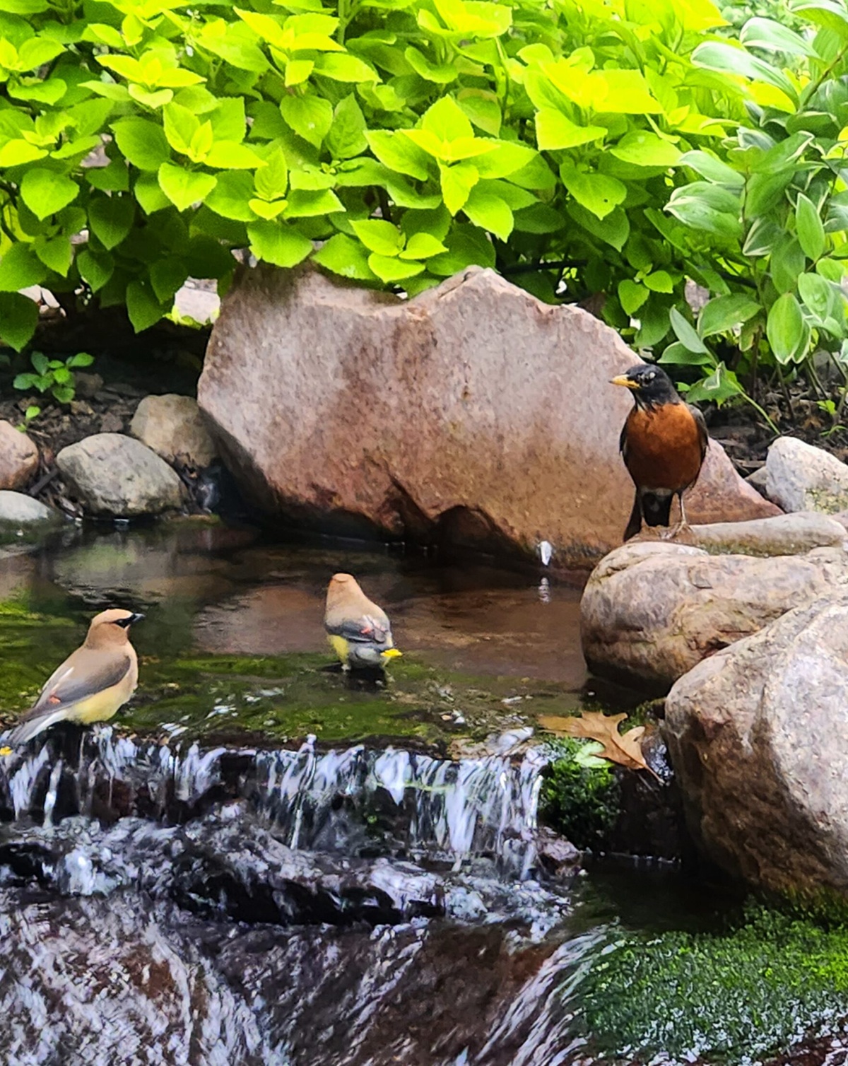 Birds-in-fountain-feeders-beh