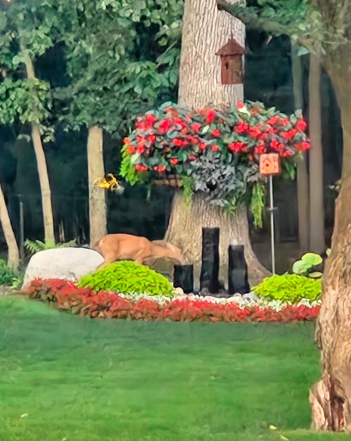 Tree-ring-w-deer-20230824_195109