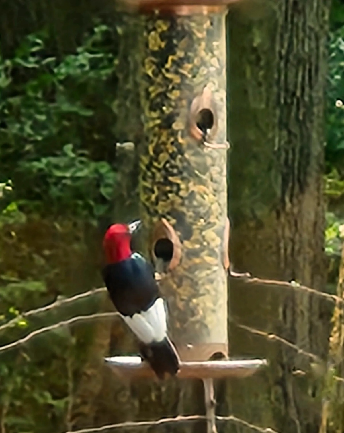 Woodpecker-at-feeder-20230716_114433