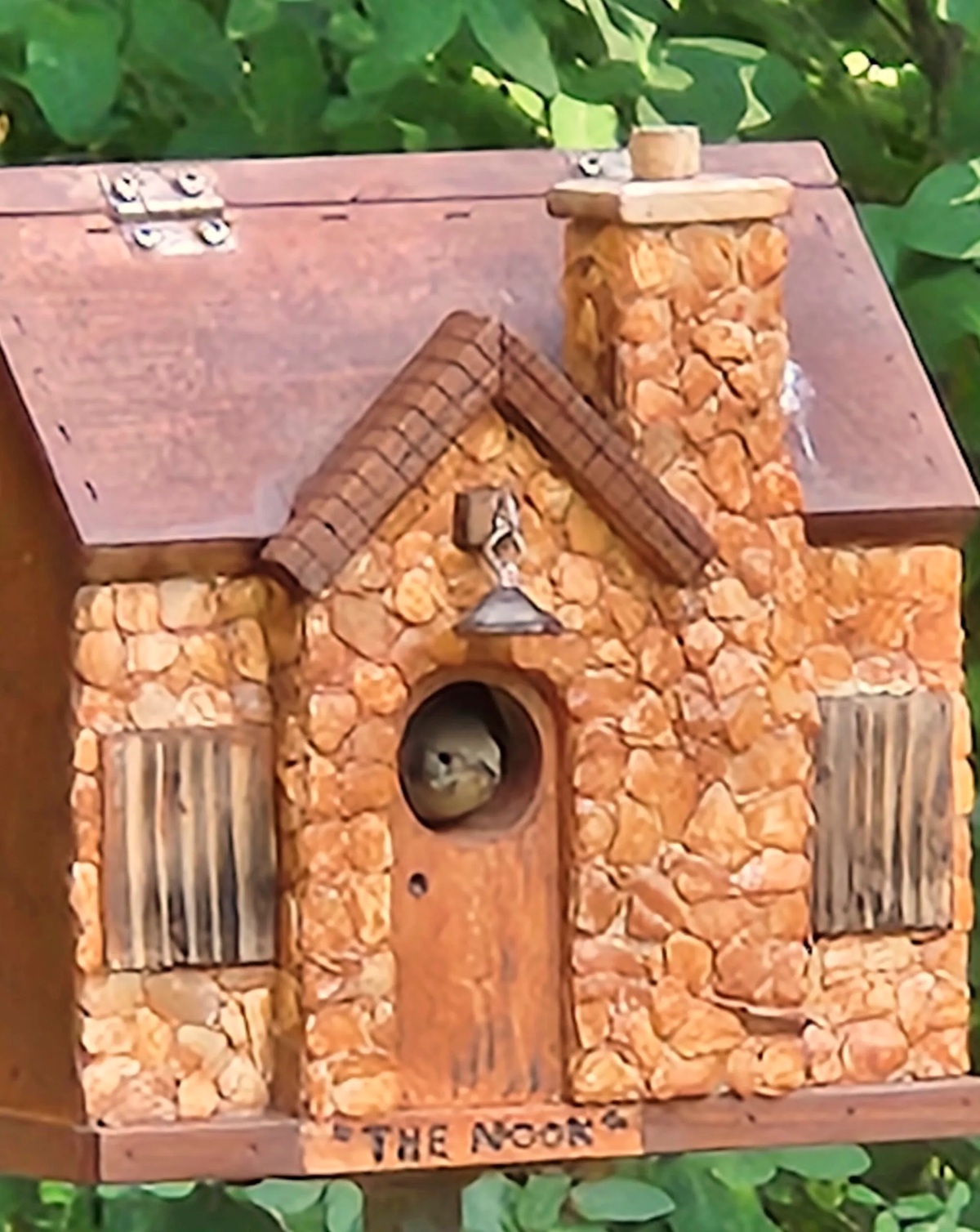 Wren-sticking-his-head-out