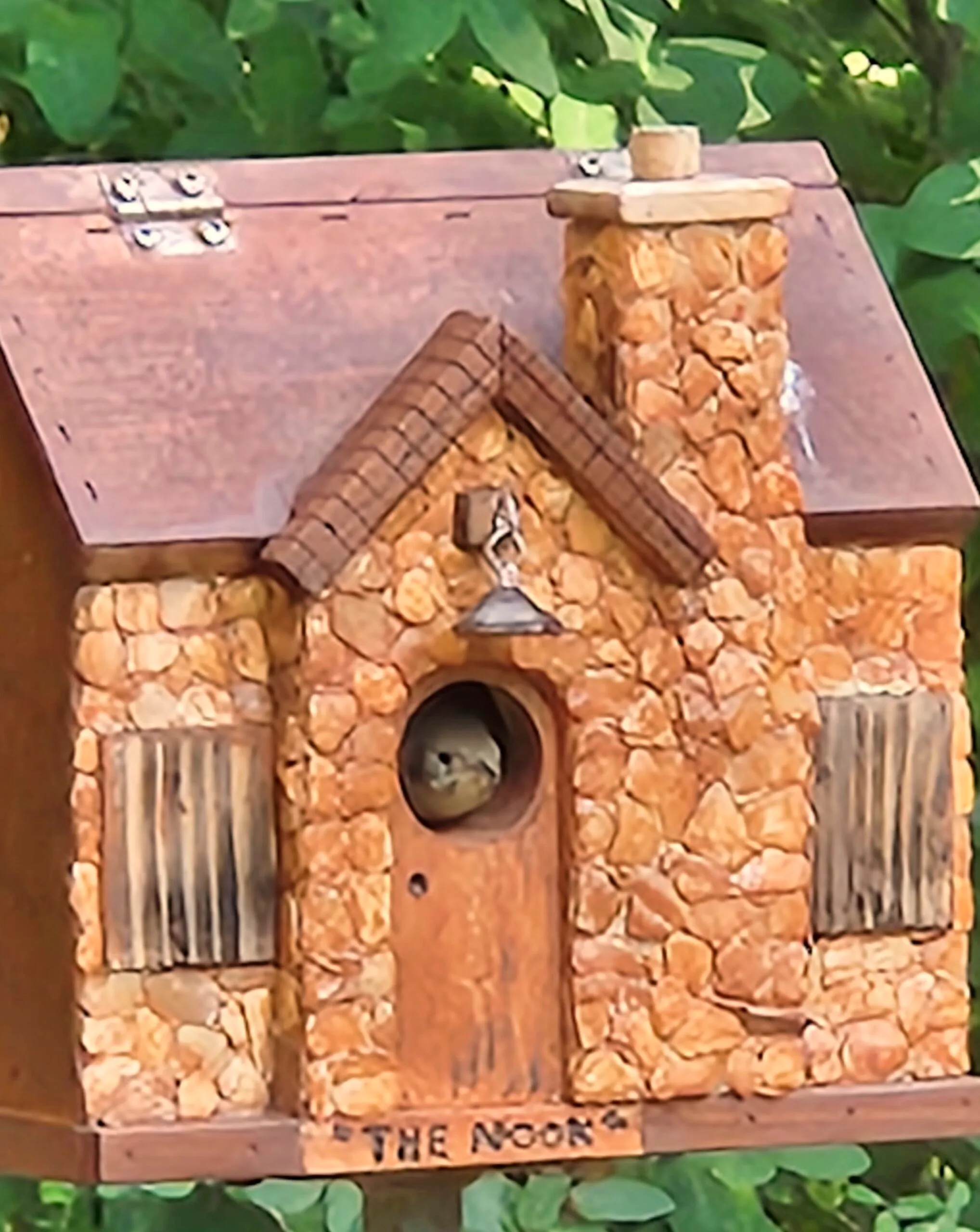 Wren-sticking-his-head-out